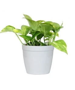 Brighter Blooms House & Patio Golden Pothos Plant