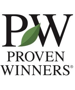 Brighter Blooms Little Lime® Hydrangea Shrub 11 Brighter Blooms Little Lime® Hydrangea Shrub