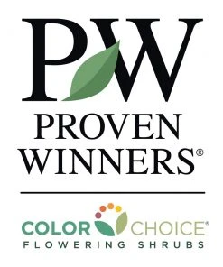 Brighter Blooms Oso Easy'® Lemon Zest Rose