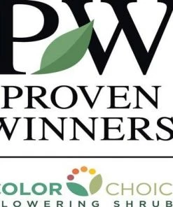 Brighter Blooms Invincibelle Spirit Hydrangea Shrub Shrubs & Hedges