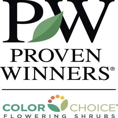 Brighter Blooms Lo And Behold Bluechip Butterfly Bush SHOP ALL 5 Brighter Blooms Lo And Behold Bluechip Butterfly Bush SHOP ALL