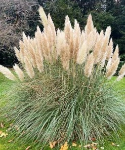 Brighter Blooms Pampas Grass