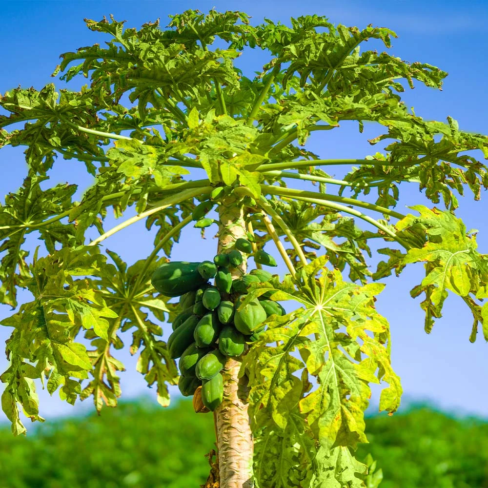 Brighter Blooms Papaya Tree Fruit Trees 2 Brighter Blooms Papaya Tree Fruit Trees