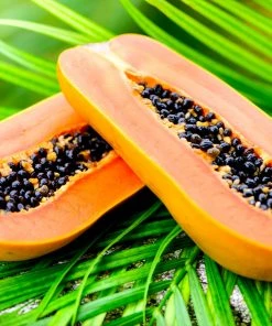 Brighter Blooms Papaya Tree Fruit Trees 14 Brighter Blooms Papaya Tree Fruit Trees