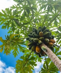 Brighter Blooms Papaya Tree Fruit Trees 10 Brighter Blooms Papaya Tree Fruit Trees