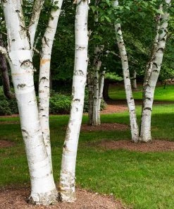 Brighter Blooms White Birch Tree