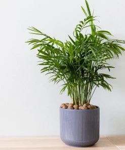 Brighter Blooms Parlor Palm Tree Palm Trees