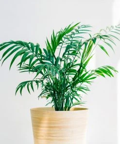 Brighter Blooms Parlor Palm Tree Palm Trees