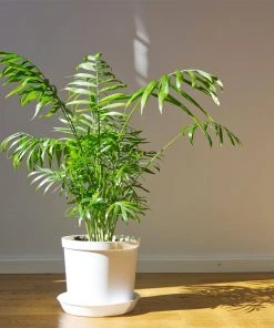 Brighter Blooms Parlor Palm Tree Palm Trees