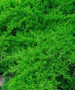 Brighter Blooms Parson’s Juniper Juniper Trees