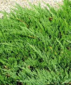 Brighter Blooms Parson’s Juniper Juniper Trees