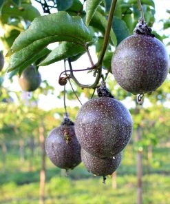 Brighter Blooms Passion Fruit Vine Fruit Trees 11 Brighter Blooms Passion Fruit Vine Fruit Trees