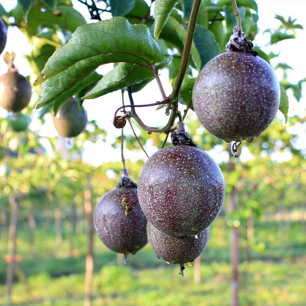 Brighter Blooms Passion Fruit Vine Fruit Trees 6 Brighter Blooms Passion Fruit Vine Fruit Trees