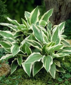 Brighter Blooms Patriot Hosta