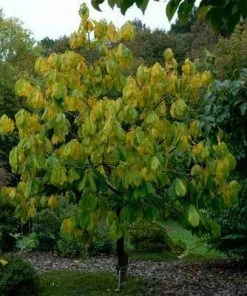 Brighter Blooms Paw Paw Tree SHOP ALL 5 Brighter Blooms Paw Paw Tree SHOP ALL