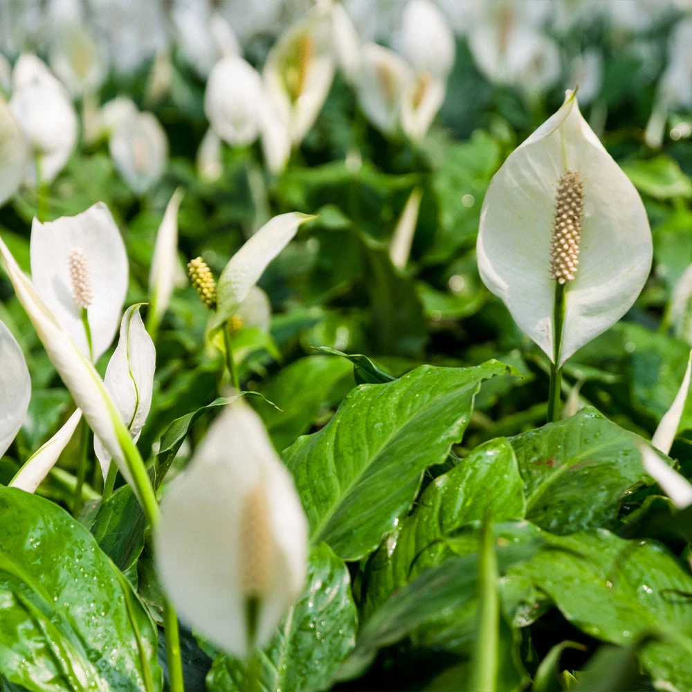 Brighter Blooms SHOP ALL Peace Lily 5 Brighter Blooms SHOP ALL Peace Lily