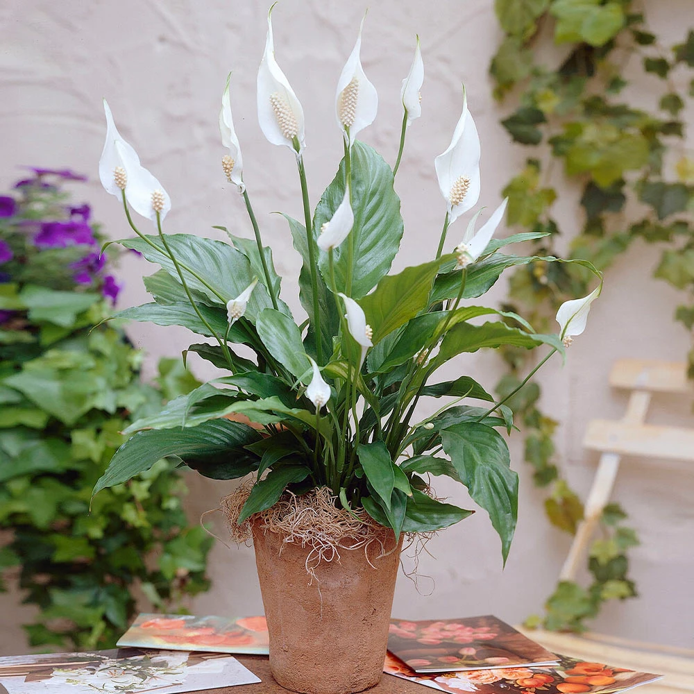 Brighter Blooms SHOP ALL Peace Lily 4 Brighter Blooms SHOP ALL Peace Lily