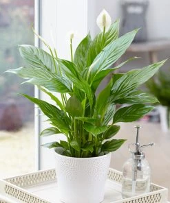 Brighter Blooms SHOP ALL Peace Lily