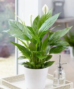 Brighter Blooms SHOP ALL Peace Lily