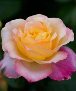 Brighter Blooms Roses Peace Rose