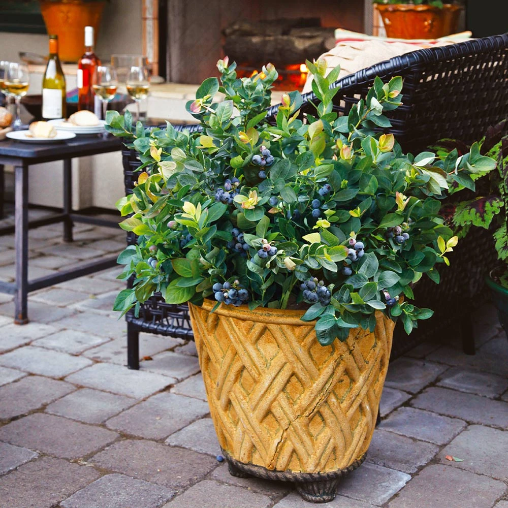 Brighter Blooms Fruit Trees Bushel And Berry® Blueberry Peach Sorbet Plant 6 Brighter Blooms Fruit Trees Bushel And Berry® Blueberry Peach Sorbet Plant