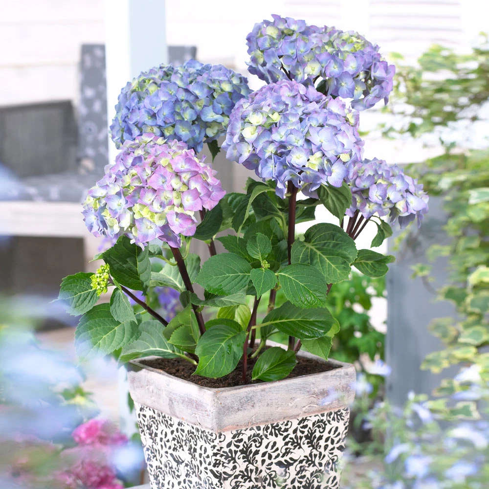 Brighter Blooms Shrubs & Hedges Peacock Hydrangea Shrub 3 Brighter Blooms Shrubs & Hedges Peacock Hydrangea Shrub