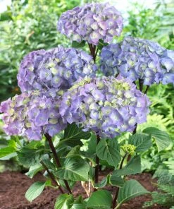 Brighter Blooms Shrubs & Hedges Peacock Hydrangea Shrub