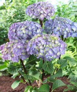 Brighter Blooms Shrubs & Hedges Peacock Hydrangea Shrub