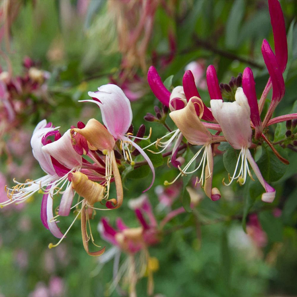 Brighter Blooms Peaches & Cream Honeysuckle Vine 2 Brighter Blooms Peaches & Cream Honeysuckle Vine