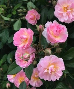 Brighter Blooms Perfume Breeze™ Rose Tree Shrubs & Hedges