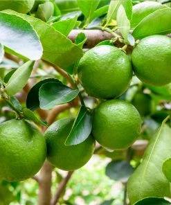 Brighter Blooms Persian 'Bearss' Lime Tree New Trees