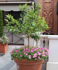 Brighter Blooms House & Patio Persian 'Bearss' Lime Tree