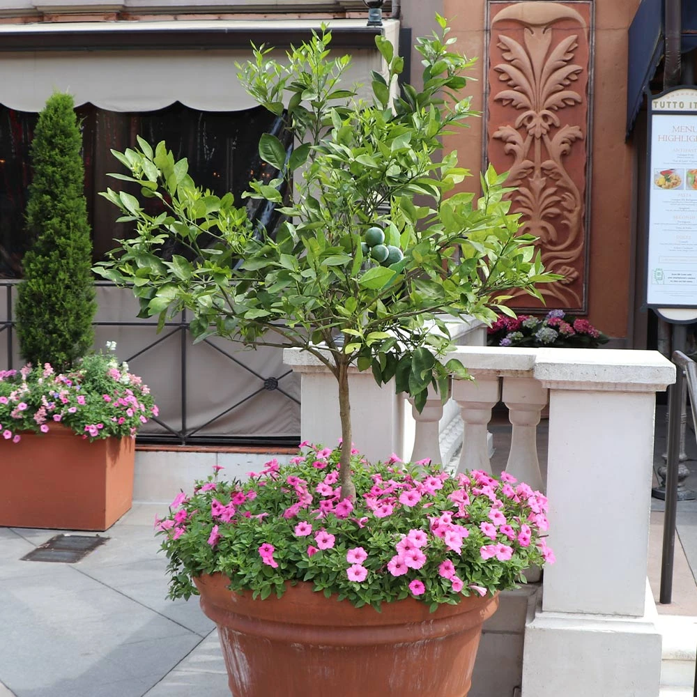 Brighter Blooms SHOP ALL Persian Lime Tree 3 Brighter Blooms SHOP ALL Persian Lime Tree