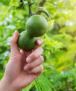 Brighter Blooms House & Patio Persian 'Bearss' Lime Tree