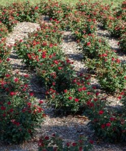 Brighter Blooms Petite Knock Out® Rose Shrub Roses 9 Brighter Blooms Petite Knock Out® Rose Shrub Roses