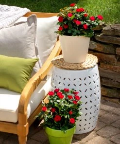 Brighter Blooms Petite Knock Out® Rose Shrub Roses 8 Brighter Blooms Petite Knock Out® Rose Shrub Roses