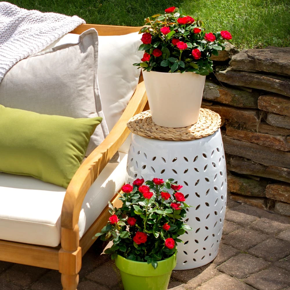 Brighter Blooms Petite Knock Out® Rose Shrub Roses 4 Brighter Blooms Petite Knock Out® Rose Shrub Roses