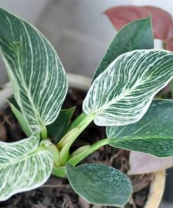 Brighter Blooms Birkin Philodendron Plant