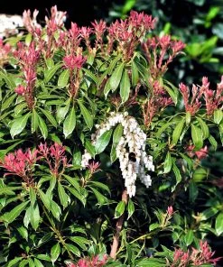 Brighter Blooms Shrubs & Hedges Pieris Mountain Fire Plant