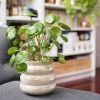 Brighter Blooms Pilea Peperomioides (Pancake Plant) House & Patio
