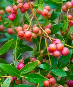Brighter Blooms Pink Lemonade Blueberry Plant 9 Brighter Blooms Pink Lemonade Blueberry Plant