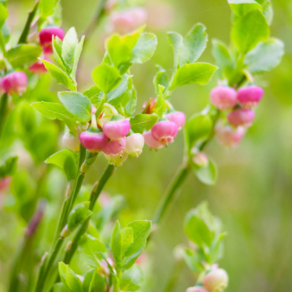 Brighter Blooms Pink Lemonade Blueberry Plant 4 Brighter Blooms Pink Lemonade Blueberry Plant