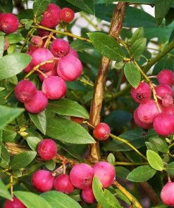 Brighter Blooms Pink Lemonade Blueberry Plant