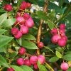 Brighter Blooms Pink Lemonade Blueberry Plant
