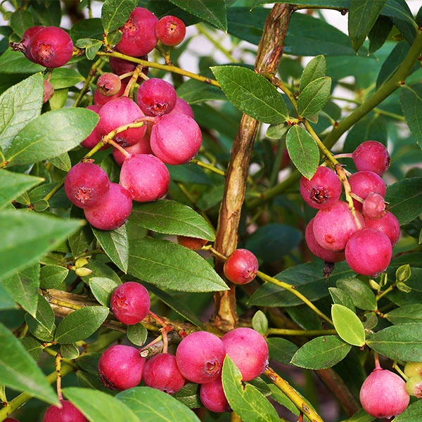 Brighter Blooms Pink Lemonade Blueberry Plant 1 Brighter Blooms Pink Lemonade Blueberry Plant