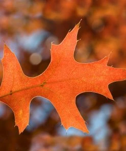 Brighter Blooms Shade Trees Pin Oak Tree