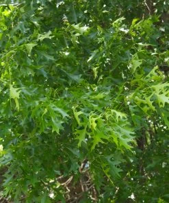 Brighter Blooms Shade Trees Pin Oak Tree