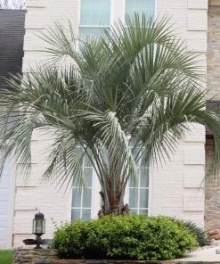 BrighterBlooms.com Pindo Palm Tree