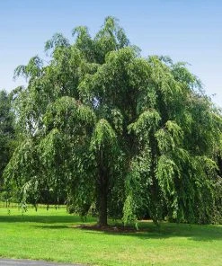Brighter Blooms Flowering Trees Pink Weeping Cherry Tree