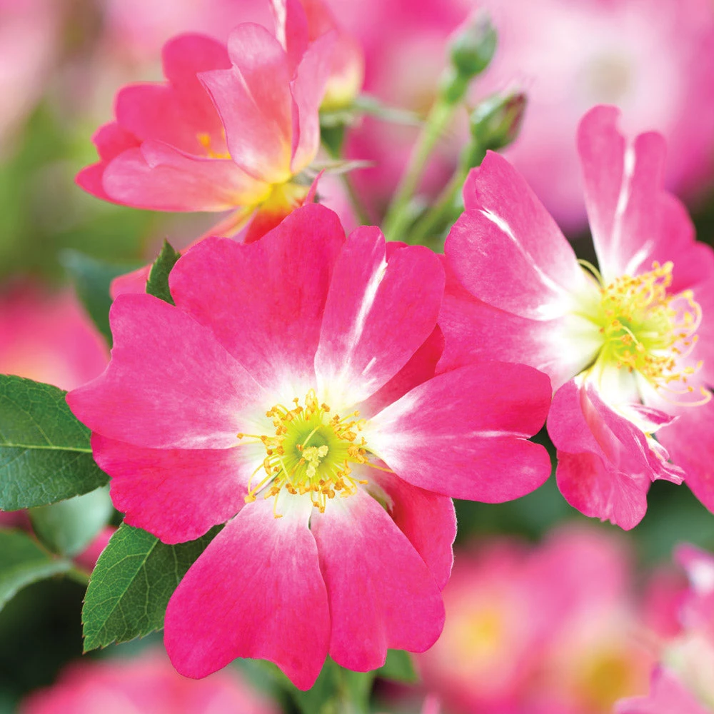 Brighter Blooms Pink Drift® Rose Roses 3 Brighter Blooms Pink Drift® Rose Roses